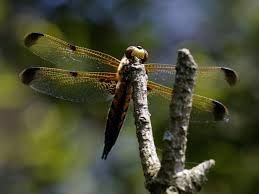 Attēlu rezultāti vaicājumam “Libellula quadrimaculata imago”