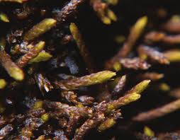 Attēlu rezultāti vaicājumam “Pseudoleskeella nervosa”