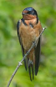 Attēlu rezultāti vaicājumam “Hirundo rustica adult”