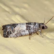 Attēlu rezultāti vaicājumam “Spilonota ocellana”