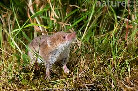 Attēlu rezultāti vaicājumam “Sorex araneus”