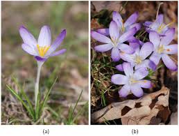 Attēlu rezultāti vaicājumam “Crocus tommasinianus”