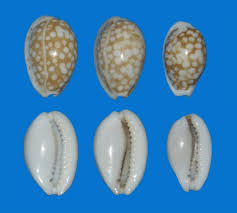 Attēlu rezultāti vaicājumam “Cribraria sp.”