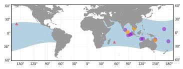 Image result for Istiompax indica