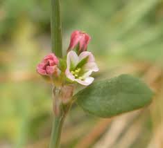 Attēlu rezultāti vaicājumam “Polygonum aviculare flower”