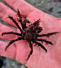 Image result for Hyas coarctatus