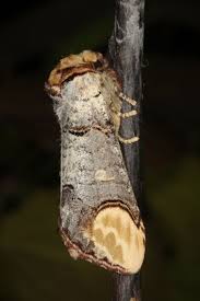 Attēlu rezultāti vaicājumam “Phalera bucephala”