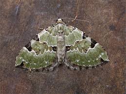 Attēlu rezultāti vaicājumam “Colostygia pectinataria male”