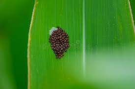 Attēlu rezultāti vaicājumam “Pentatomidae eggs”