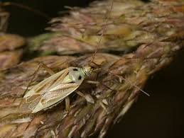 Attēlu rezultāti vaicājumam “Stenotus binotatus male”