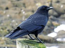 Attēlu rezultāti vaicājumam “Corvidae”