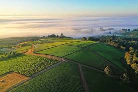 Image result for site:net pino◆MatthewZ8E