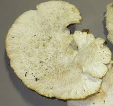 Attēlu rezultāti vaicājumam “Climacocystis borealis”