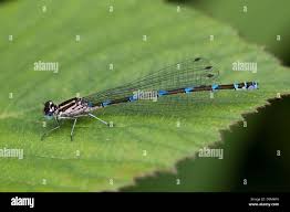 Attēlu rezultāti vaicājumam “Coenagrion puella male”