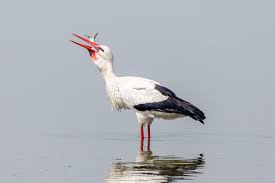 Attēlu rezultāti vaicājumam “Ciconia ciconia”