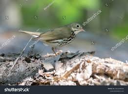 Image result for Seiurus aurocapilla