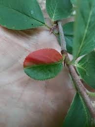 Attēlu rezultāti vaicājumam “Aronia melanocarpa leaf”