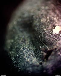 Attēlu rezultāti vaicājumam “Lycogala paraconfusum macro”