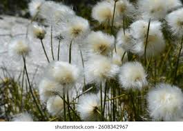 Attēlu rezultāti vaicājumam “Eriophorum angustifolium flower”