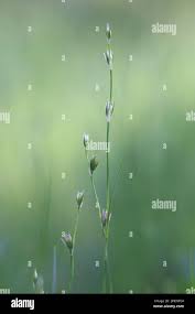 Attēlu rezultāti vaicājumam “Juncus bufonius bud”