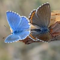 Attēlu rezultāti vaicājumam “Maculinea alcon upperside”