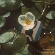 Attēlu rezultāti vaicājumam “Hydrocharis morsus-ranae fruit”