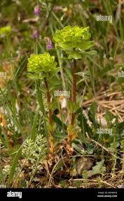 Attēlu rezultāti vaicājumam “Euphorbia helioscopia leaf”