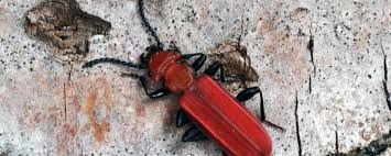 Attēlu rezultāti vaicājumam “Cucujus cinnaberinus”