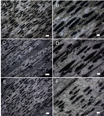 Attēlu rezultāti vaicājumam “Xylographa paralella”