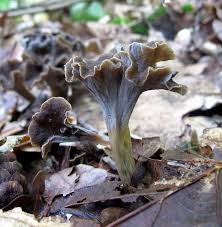 Attēlu rezultāti vaicājumam “Pseudocraterellus”