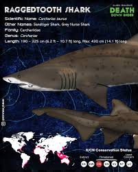 Image result for Carcharias taurus