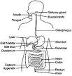 Diagram of a alimentary canal