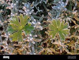 Attēlu rezultāti vaicājumam “Geranium pusillum leaf”