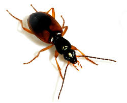 Attēlu rezultāti vaicājumam “Anchomenus dorsalis”