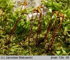 Attēlu rezultāti vaicājumam “Homomallium incurvatum”