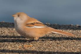 Attēlu rezultāti vaicājumam “Panurus biarmicus”