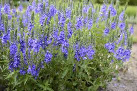 Attēlu rezultāti vaicājumam “Veronica austriaca subsp. teucrium bud”