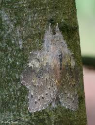 Attēlu rezultāti vaicājumam “Stauropus fagi”