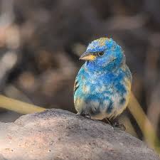 Image result for Passerina cyanea