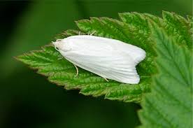 Attēlu rezultāti vaicājumam “Eana argentana”