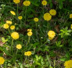 Image result for Hieracium pilosella
