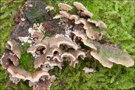 Attēlu rezultāti vaicājumam “Steccherinum bourdotii”