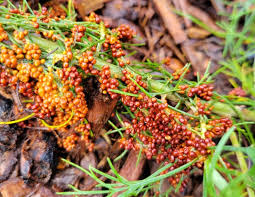 Attēlu rezultāti vaicājumam “Leocarpus fragilis spores”