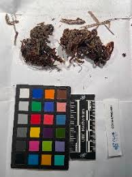 Attēlu rezultāti vaicājumam “Hamatocaulis lapponicus”