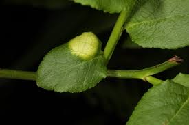 Attēlu rezultāti vaicājumam “Acalitus longisetosus”