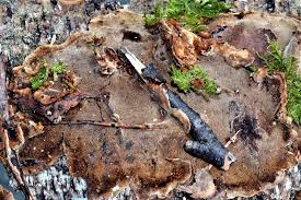 Attēlu rezultāti vaicājumam “Phellinus laevigatus”