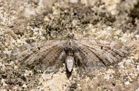 Attēlu rezultāti vaicājumam “Eupithecia exiguata”