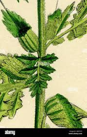 Attēlu rezultāti vaicājumam “Pedicularis palustris leaf”