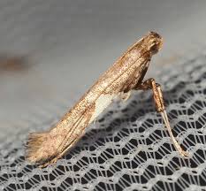 Attēlu rezultāti vaicājumam “Caloptilia alchimiella”