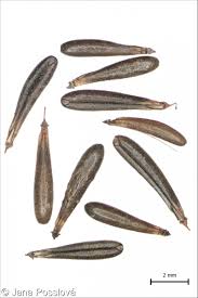 Attēlu rezultāti vaicājumam “Anthriscus sylvestris bud”